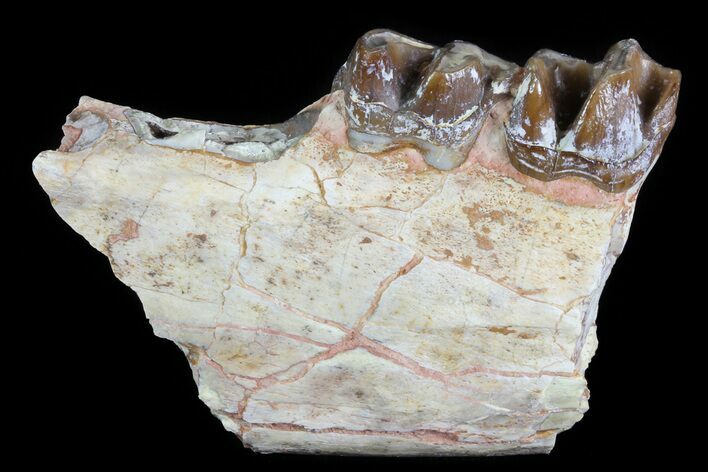 Hyracodon (Running Rhino) Jaw Section - South Dakota #80149